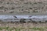 20220815_Bonapartes Strandloper_02_Ezumakeeg